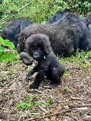 Image from image576.jpeg